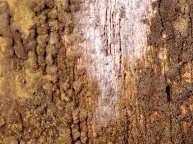 weathered wooden surface with a textured layer of moss and lichen, showcasing the natural process of decomposition and the beauty of imperfect surfaces clipart