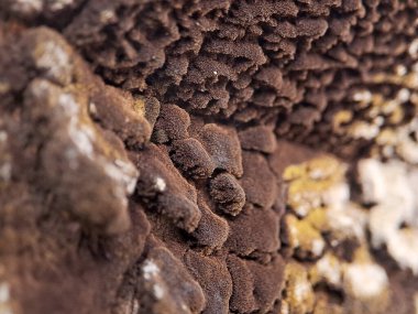 Yoğun kahverengi mantar katmanıyla kaplı dokulu bir yüzeyin makro çekimi doğada bulunan karmaşık desenleri ve organik formları sergiliyor.