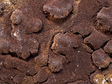 Macro shot of a textured surface covered in a dense layer of brown fungus, showcasing the intricate patterns and organic forms found in nature clipart