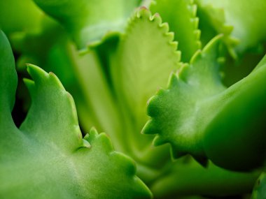 Macro shot of a vibrant green succulent leaf with a row of tiny, reddish brown nubs along its edge, showcasing the intricate details of plant life clipart