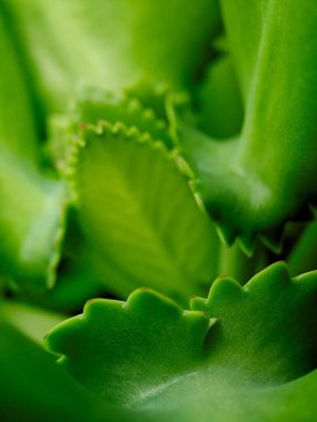 Kenarında bir sıra küçük, kırmızımsı kahverengi yumru bulunan canlı yeşil sulu bir yaprağın makro çekimi, bitki yaşamının karmaşık detaylarını gözler önüne seriyor.