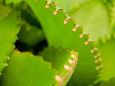 Macro shot of a vibrant green succulent leaf with a row of tiny, reddish brown nubs along its edge, showcasing the intricate details of plant life clipart