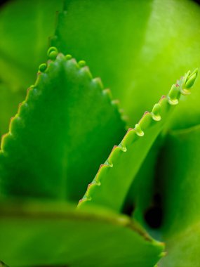 Macro shot of a vibrant green succulent leaf with a row of tiny, reddish brown nubs along its edge, showcasing the intricate details of plant life clipart