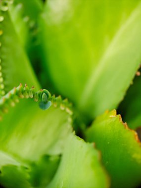 Macro shot of a vibrant green succulent leaf with a row of tiny, reddish brown nubs along its edge, showcasing the intricate details of plant life clipart