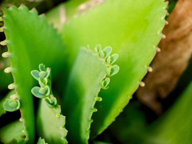 Macro shot of a vibrant green succulent leaf with a row of tiny, reddish brown nubs along its edge, showcasing the intricate details of plant life clipart