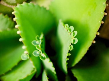 Kenarında bir sıra küçük, kırmızımsı kahverengi yumru bulunan canlı yeşil sulu bir yaprağın makro çekimi, bitki yaşamının karmaşık detaylarını gözler önüne seriyor.