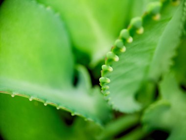 Kenarında bir sıra küçük, kırmızımsı kahverengi yumru bulunan canlı yeşil sulu bir yaprağın makro çekimi, bitki yaşamının karmaşık detaylarını gözler önüne seriyor.