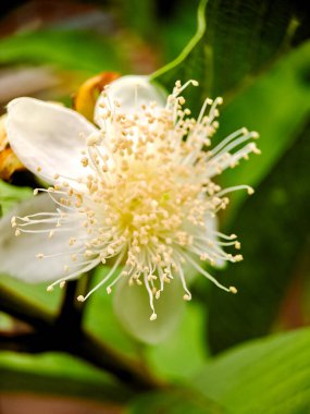 delicate white guava flower with a profusion of yellow stamens, showcasing the intricate beauty of nature. Perfect for botanical clipart