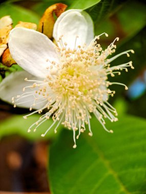 delicate white guava flower with a profusion of yellow stamens, showcasing the intricate beauty of nature. Perfect for botanical clipart