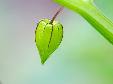 Canlı bir yeşil tohum kabuğu, eşsiz şekli ve dokusunu sergileyerek bir gövdeye asılır. Botanik çalışmalar, doğa fotoğrafçılığı ve doğal büyümeyi çağrıştıran tasarımlar için mükemmel.