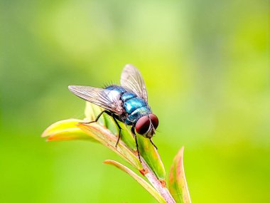 Bir yaprak yığınının üzerine tünemiş kırmızı gözlü metalik mavi bir sinek. Böcekbilim çalışmaları için mükemmel.