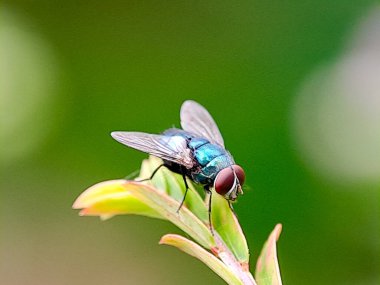 Bir yaprak yığınının üzerine tünemiş kırmızı gözlü metalik mavi bir sinek. Böcekbilim çalışmaları için mükemmel.