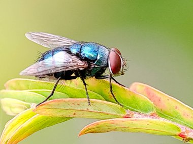 Bir yaprak yığınının üzerine tünemiş kırmızı gözlü metalik mavi bir sinek. Böcekbilim çalışmaları için mükemmel.