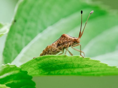 Yeşil yapraklı pis böcek. Detaylı böcek, kahverengi ve dokulu. Doğal detay. Böcek bilimi ve böcek bilimi için mükemmel.