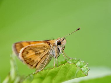 Yeşil yaprağın üzerindeki kelebek. Detaylı böcek, kahverengi ve turuncu kanatlar. Doğal detay. Böcek bilimi için mükemmel.