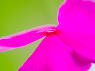 Narin pembe ve beyaz bir çiçek tomurcuğu, bulanık yeşil bir arka plana karşı eşsiz şeklini ve canlı renklerini sergiliyor.