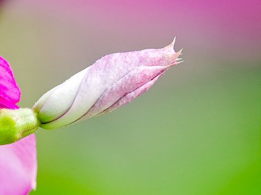 Narin pembe ve beyaz bir çiçek tomurcuğu, bulanık yeşil bir arka plana karşı eşsiz şeklini ve canlı renklerini sergiliyor.