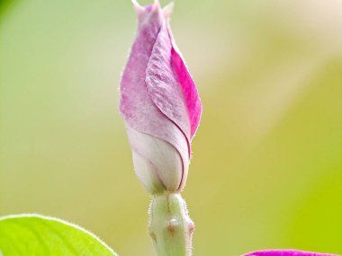 Narin pembe ve beyaz bir çiçek tomurcuğu, bulanık yeşil bir arka plana karşı eşsiz şeklini ve canlı renklerini sergiliyor.
