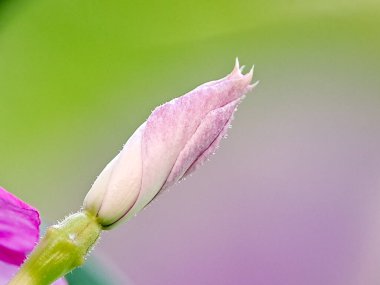 Narin pembe ve beyaz bir çiçek tomurcuğu, bulanık yeşil bir arka plana karşı eşsiz şeklini ve canlı renklerini sergiliyor.