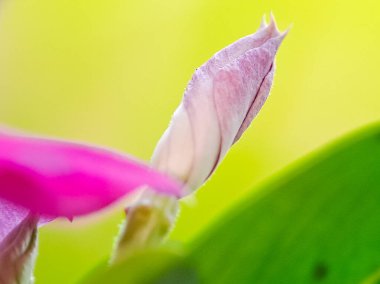Narin pembe ve beyaz bir çiçek tomurcuğu, bulanık yeşil bir arka plana karşı eşsiz şeklini ve canlı renklerini sergiliyor.