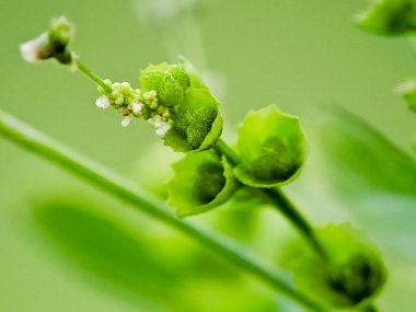 Acalypha indica çiçeği. Küçük beyaz çiçekler, yeşil yapraklar. Doğal detay. Botanik ve tıbbi bitki çalışmaları için mükemmel.