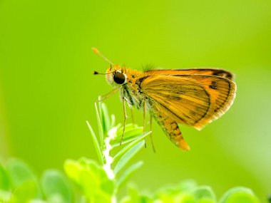 Yeşil yaprağın üzerindeki kelebek. Detaylı böcek, kahverengi ve turuncu kanatlar. Doğal detay. Böcek bilimi için mükemmel.