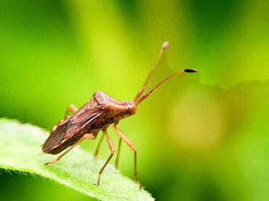 Yeşil yapraklı pis böcek. Detaylı böcek, kahverengi ve dokulu. Doğal detay. Böcek bilimi ve böcek bilimi için mükemmel.