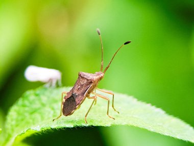 Yeşil yapraklı pis böcek. Detaylı böcek, kahverengi ve dokulu. Doğal detay. Böcek bilimi ve böcek bilimi için mükemmel.