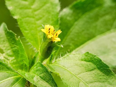 Synedrella nodiflora çiçeği. Sarı çiçek, yeşil yapraklar. Doğal detay. Botanik için mükemmel, bitki örtüsü.