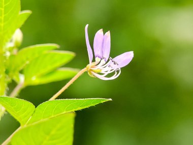 Cleome Rutidosperma çiçeği. Narin mor çiçekler, yeşil yapraklar. Doğal güzellik. Botanik ve bitki bilimi için mükemmel.