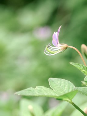 Cleome Rutidosperma çiçeği. Narin mor çiçekler, yeşil yapraklar. Doğal güzellik. Botanik ve bitki bilimi için mükemmel.