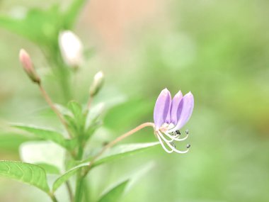 Cleome Rutidosperma çiçeği. Narin mor çiçekler, yeşil yapraklar. Doğal güzellik. Botanik ve bitki bilimi için mükemmel.
