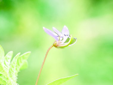 Cleome Rutidosperma çiçeği. Narin mor çiçekler, yeşil yapraklar. Doğal güzellik. Botanik ve bitki bilimi için mükemmel.