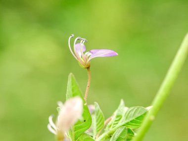 Cleome Rutidosperma çiçeği. Narin mor çiçekler, yeşil yapraklar. Doğal güzellik. Botanik ve bitki bilimi için mükemmel.