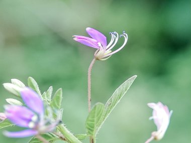 Cleome Rutidosperma çiçeği. Narin mor çiçekler, yeşil yapraklar. Doğal güzellik. Botanik ve bitki bilimi için mükemmel.