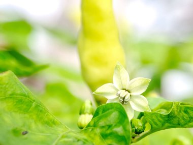 Kırmızı biber çiçeği ve tomurcuk. Beyaz çiçek, yeşil tomurcuk. Doğal detay. Botanik ve gıda çalışmaları için mükemmel.