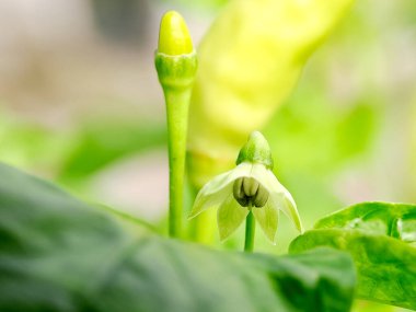 Kırmızı biber çiçeği ve tomurcuk. Beyaz çiçek, yeşil tomurcuk. Doğal detay. Botanik ve gıda çalışmaları için mükemmel.