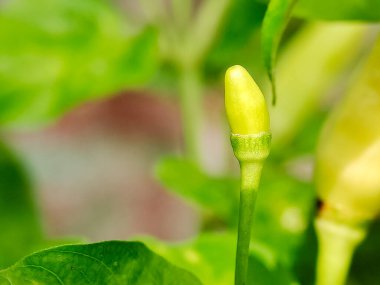 Kırmızı biber çiçeği ve tomurcuk. Beyaz çiçek, yeşil tomurcuk. Doğal detay. Botanik ve gıda çalışmaları için mükemmel.