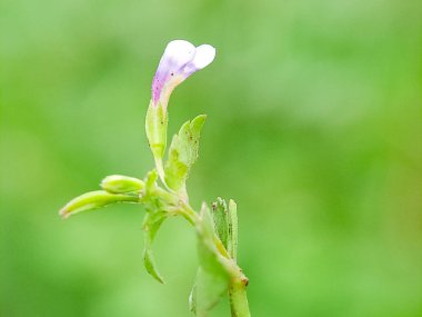 Cleome Rutidosperma çiçeği. Narin mor çiçekler, yeşil yapraklar. Doğal güzellik. Botanik ve bitki bilimi için mükemmel.