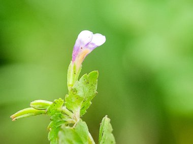 Cleome Rutidosperma çiçeği. Narin mor çiçekler, yeşil yapraklar. Doğal güzellik. Botanik ve bitki bilimi için mükemmel.
