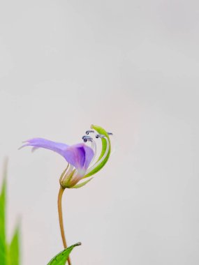 Cleome Rutidosperma çiçeği. Narin mor çiçekler, yeşil yapraklar. Doğal güzellik. Botanik ve bitki bilimi için mükemmel.