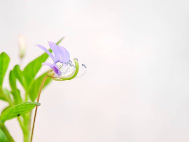 Cleome Rutidosperma çiçeği. Narin mor çiçekler, yeşil yapraklar. Doğal güzellik. Botanik ve bitki bilimi için mükemmel.
