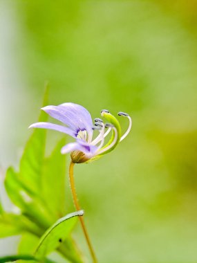 Cleome Rutidosperma çiçeği. Narin mor çiçekler, yeşil yapraklar. Doğal güzellik. Botanik ve bitki bilimi için mükemmel.