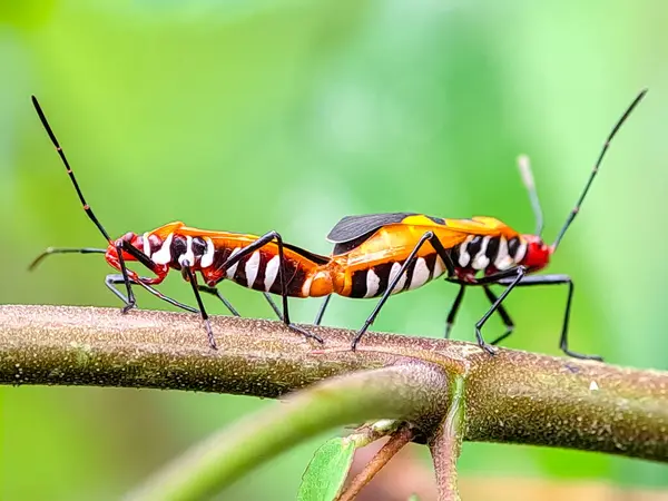Kırmızı pamuk böceği Dysdercus singulatus bir çiçek tomurcuğunun üzerine tünemiş, canlı renklerini ve belirgin desenlerini sergiliyor.