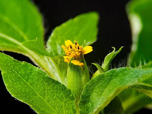 Synedrella nodiflora çiçeği. Sarı çiçek, yeşil yapraklar. Doğal detay. Botanik için mükemmel, bitki örtüsü.
