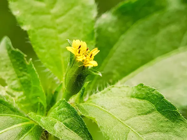 Synedrella nodiflora çiçeği. Sarı çiçek, yeşil yapraklar. Doğal detay. Botanik için mükemmel, bitki örtüsü.