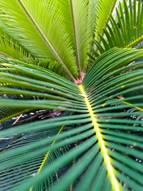 Canlı, detaylı yakın çekim gösterileri tropik bir palmiye ağacının simetrik, yemyeşil yaprakları.