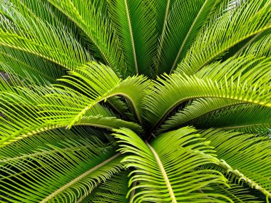 Yeşilli yeşil yapraklar çarpıcı simetrik ve dairesel desenli canlı bir doku oluşturur..