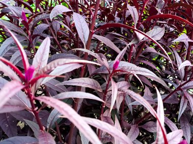 Yakın plan, açık hava bahçesindeki yapraklı bir bitkinin canlı mor ve kırmızı yapraklarını gösteriyor..