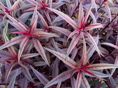 Yakın planda canlı mor yapraklar sergilenir. Mızrak yaprakları ve açık havada koyu kırmızı sapları vardır..
